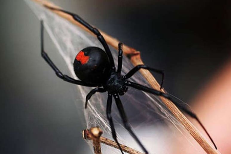 Black Widow - Ảnh minh họa 1