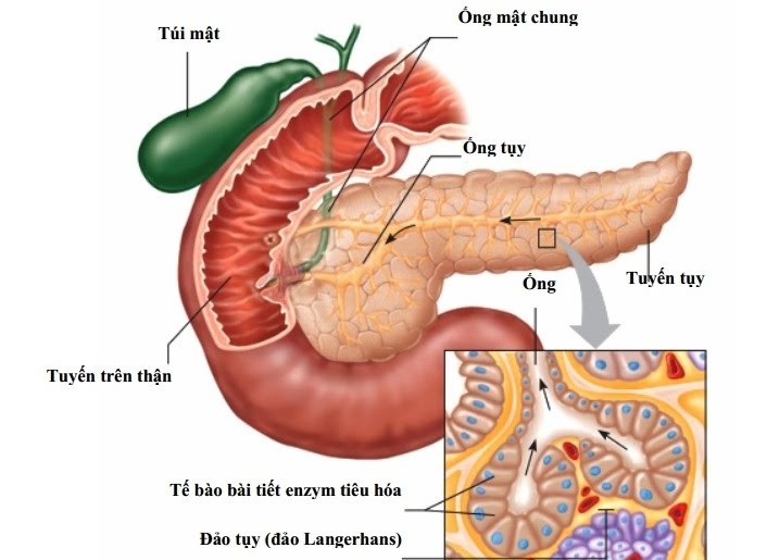 Pancreatic cancer - Ảnh minh họa 1