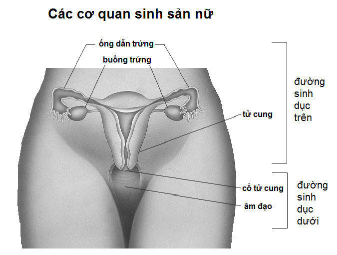 PID - Ảnh minh họa 3