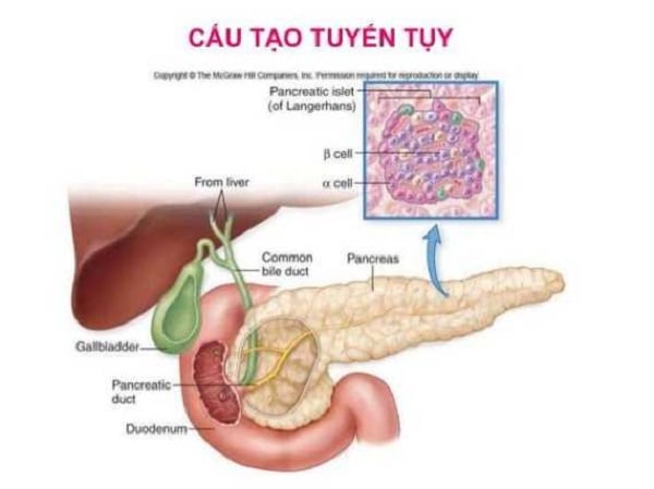 Pancreatic cancer - Ảnh minh họa 2