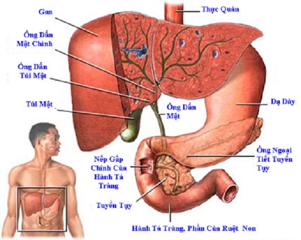 Pancreatic cancer - Ảnh minh họa 3