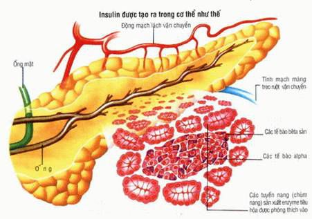 Pancreatic cancer - Ảnh minh họa 4