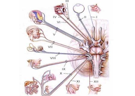 Rối loạn dây thần kinh sọ não số III - Ảnh minh họa 2