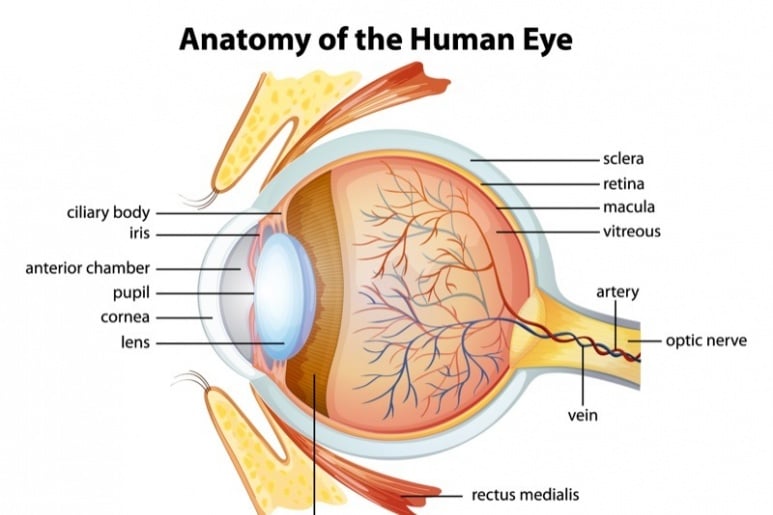 Retinitis Pigmentosa - Ảnh minh họa 1