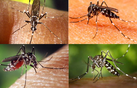 Sốt Chikungunya (do muỗi truyền) - Ảnh minh họa 1