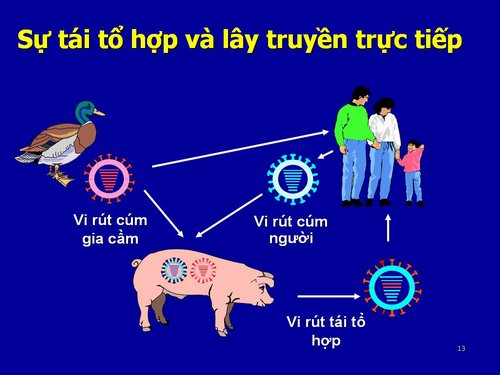 Cúm lợn H1N1 - Ảnh minh họa 4