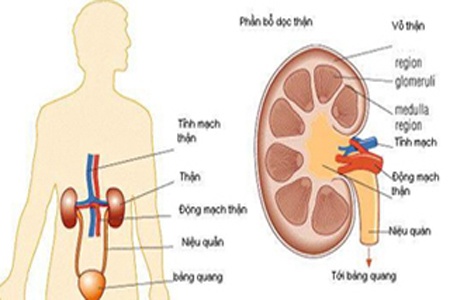 Suy thượng thận cấp tính - Ảnh minh họa 1