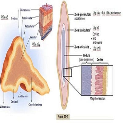 Suy thượng thận cấp tính - Ảnh minh họa 2
