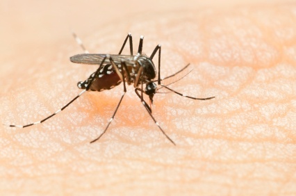 Sốt Chikungunya (do muỗi truyền) - Ảnh minh họa 2