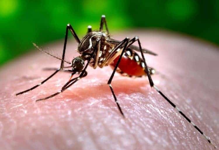 Sốt Chikungunya (do muỗi truyền) - Ảnh minh họa 4