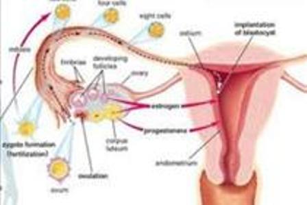 Suy buồng trứng sớm - Ảnh minh họa 1