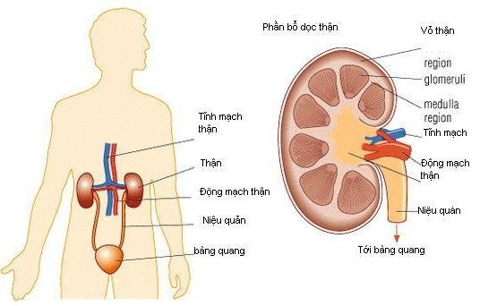 Suy thượng thận cấp tính - Ảnh minh họa 3