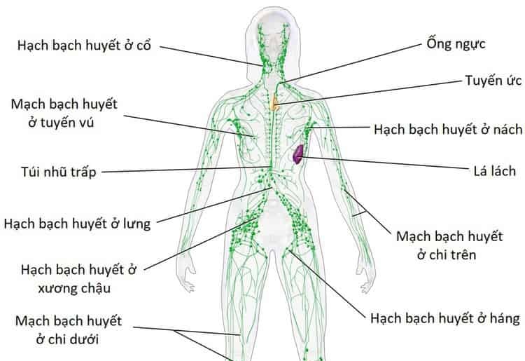 Sưng hạch bạch huyết - Ảnh minh họa 4