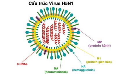 Cúm gia cầm - Ảnh minh họa 3