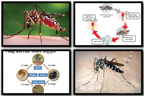 Sốt Dengue - Ảnh minh họa 2