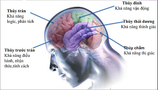 Temporal Lobe Epilepsy - Ảnh minh họa 2