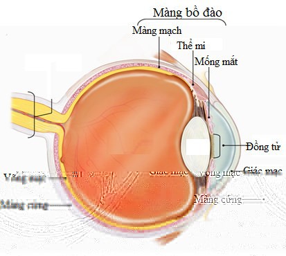 Scleritis - Ảnh minh họa 2