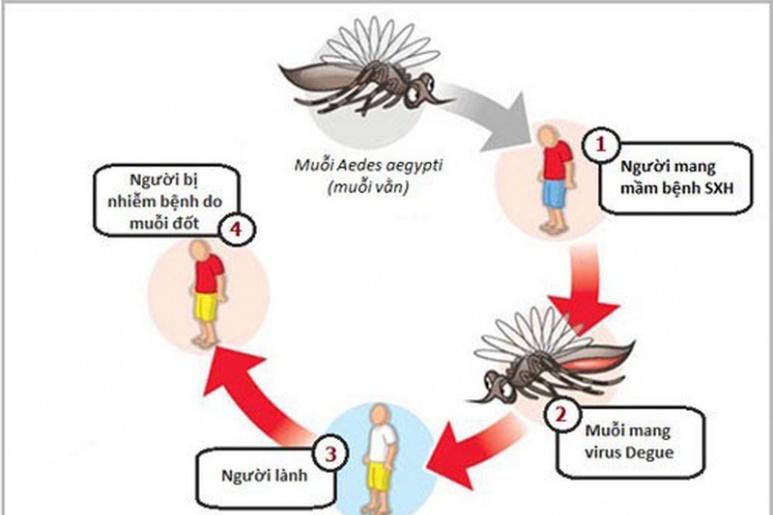 Sốt Dengue - Ảnh minh họa 1
