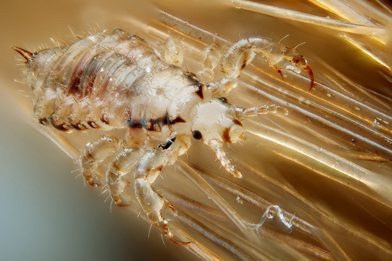 Crab Louse - Ảnh minh họa 1