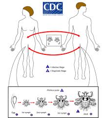 Crab Louse - Ảnh minh họa 5