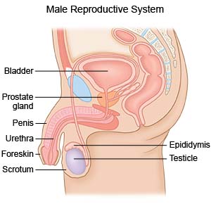 Urethritis - Ảnh minh họa 2