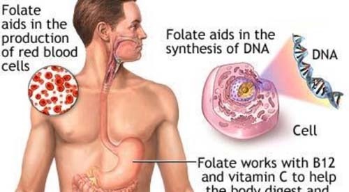 Thiếu máu do thiếu Folate - Ảnh minh họa 2