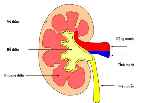 Viêm cầu thận cấp - Ảnh minh họa 1