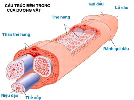Ung thư biểu mô dương vật - Ảnh minh họa 2