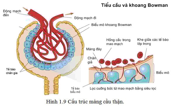 Viêm cầu thận mạn - Ảnh minh họa 2