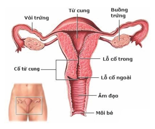 Ung thư âm đạo - Ảnh minh họa 1