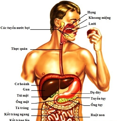 Chảy máu dạ dày, ruột - Ảnh minh họa 4