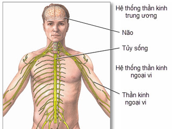 Chấn thương thần kinh ngoại biên - Ảnh minh họa 4