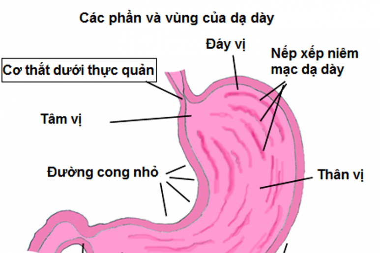 Co thắt tâm vị - Ảnh minh họa 1