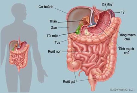 Cúm dạ dày - Ảnh minh họa 2