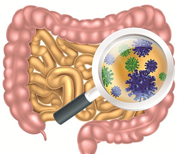 Campylobacter infections - Ảnh minh họa 1