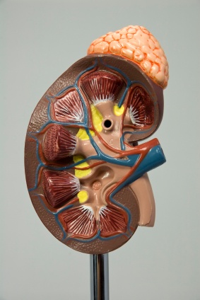 Congenital adrenal hyperplasia - Ảnh minh họa 3