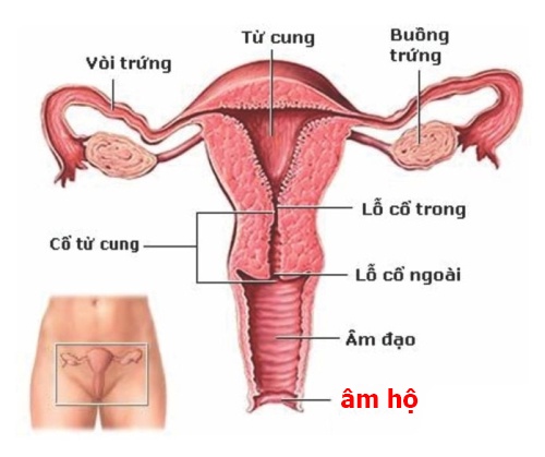 Viêm âm đạo - Ảnh minh họa 2