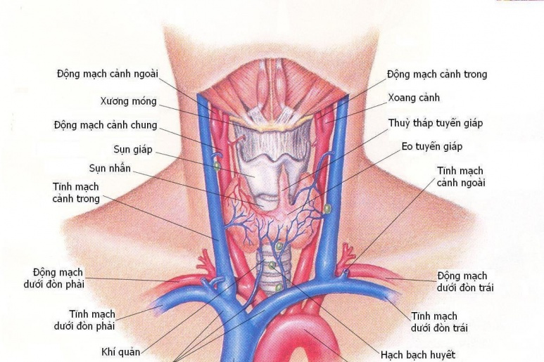 Viêm tuyến giáp - Ảnh minh họa 1