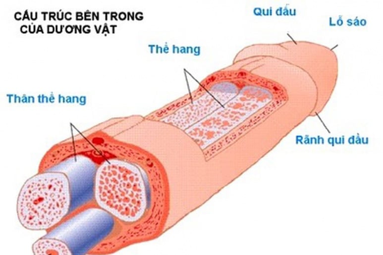 Ung thư dương vật - Ảnh minh họa 2