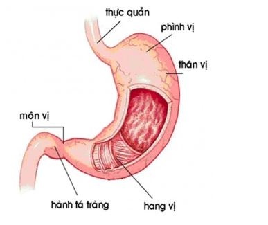 Viêm xung huyết hang vị dạ dày - Ảnh minh họa 2