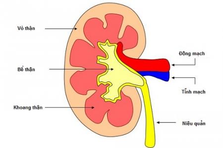 Viêm cầu thận mạn - Ảnh minh họa 3