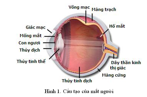 Viêm thần kinh thị giác - Ảnh minh họa 1