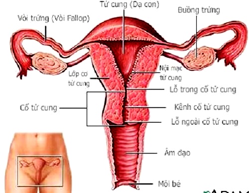 Ung thư ống dẫn trứng - Ảnh minh họa 2