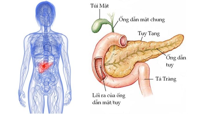 Ung thư ống mật và túi mật - Ảnh minh họa 4