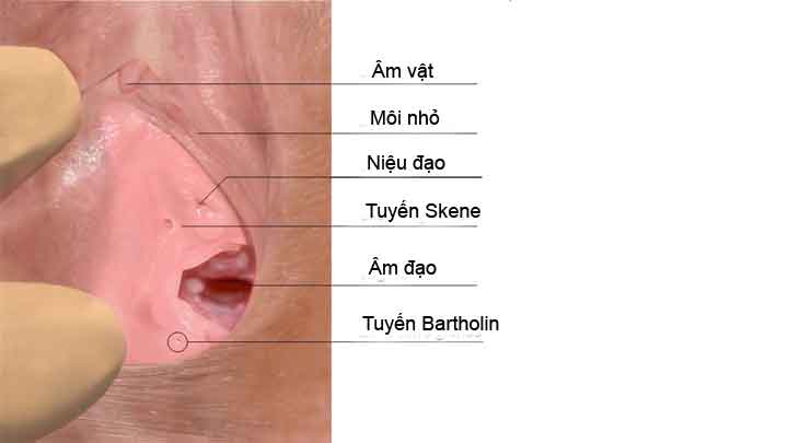 Viêm tuyến Bartholin - Ảnh minh họa 3