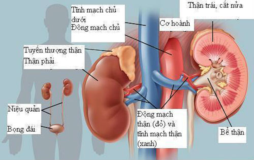 Viêm cầu thận cấp - Ảnh minh họa 4