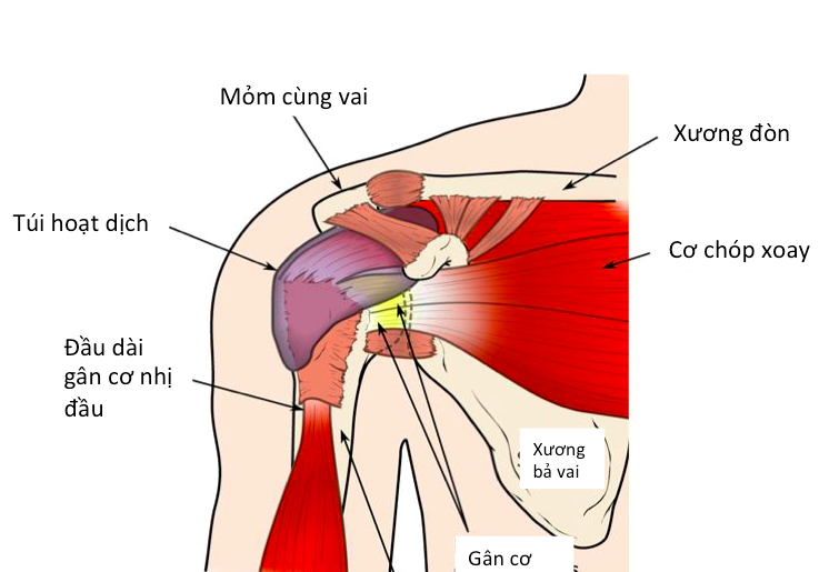 Causalgia - Ảnh minh họa 2