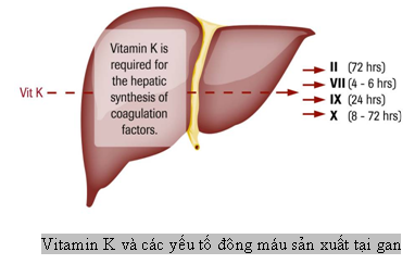 Coumadin - Ảnh minh họa 1