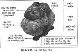 Cerebellar syndrome - Ảnh minh họa 4