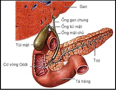 Viêm tụy mạn - Ảnh minh họa 2